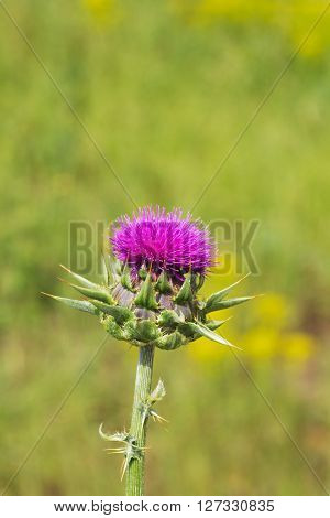 Wild Flowers