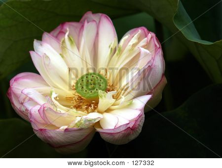 Flor de lótus rosa