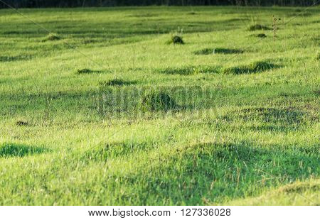 green grass, natural background texture, artificial Grassgreen