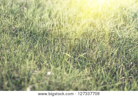 green grass, natural background texture, artificial Grassgreen