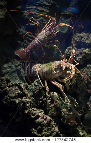 Common spiny lobster (Palinurus elephas), also known as the Mediterranean lobster. Wild life animal. 