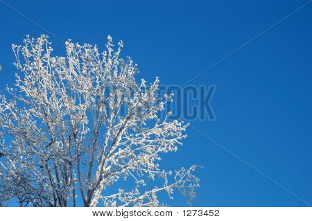 ซันนี่สาขา