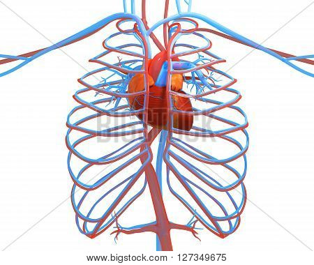 the human heart with the other vessels izolirovann. 3d illustration