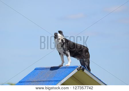 Boston Terrier Standing on an A-frame at Dog Agility Trial