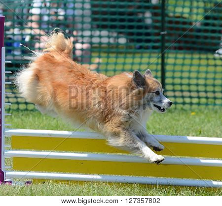 Icelandic Sheepdog Leaping Over a Jump at Dog Agility Trial