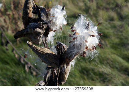 The seed pods of a common milkweed plant (Asclepias syriaca) open to disburse seeds during November at the Wildflower Park in Naperville, Illinois.
