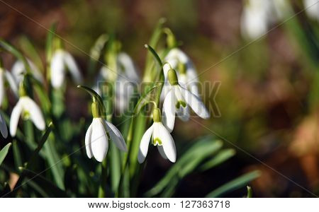 Blooms Of Snowdrop Flower In Spring Day