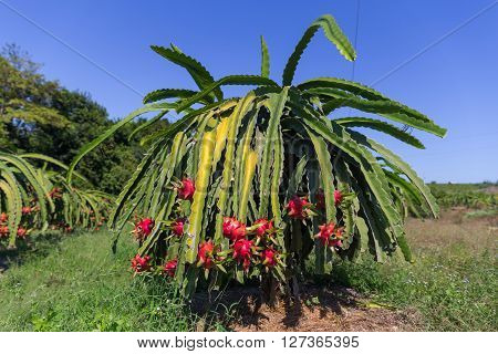 Dragon fruit or Pitaya Pitahaya plantation in Thailand Hylocer Undatus outdoors