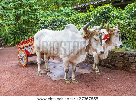 Costa Rican Ox towing a traditional coffee cart
