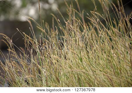 close up grass flower in nature garden