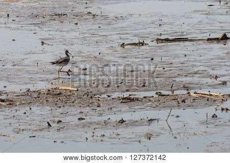 Bird walking in the wetland during spring