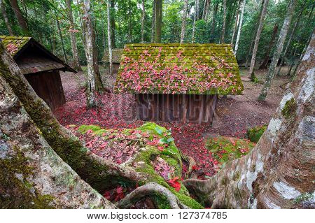 Red Maple Leaf With Political And Military School At Phu Hin Rong Kla National Park, Thailand
