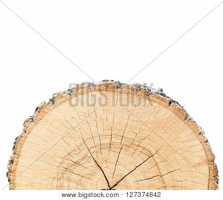 Piece of radiating warm wood half circle with bark and rings