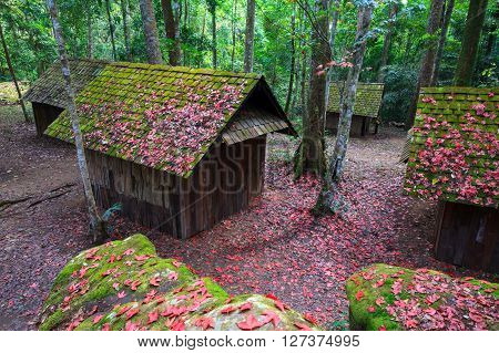 Red Maple Leaf With Political And Military School At Phu Hin Rong Kla National Park, Thailand