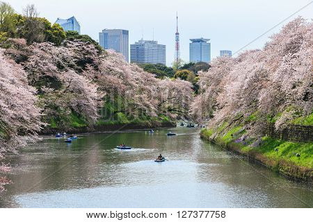 Tokyo Japan - April 8 2016: Chidorigafuchi park during the spring season this area is popular sakura spot at Tokyo Japan.