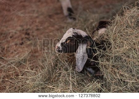 Black and white baby Nigerian dwarf goat with bright blue eyes at a small farm.