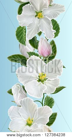 Vertical floral border. Pattern seamless branch of apple blossoms. Spring flowering. White flowers floral background