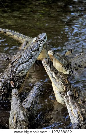 Crocodile In Water. Kenya, Afrca