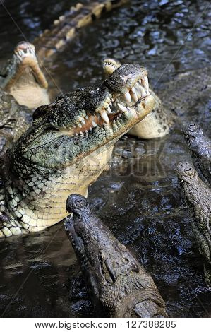 Crocodile In Water. Kenya, Afrca