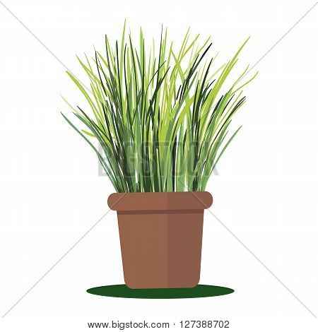 Vector illustration plant in pot. Grass in pot isolated on white background