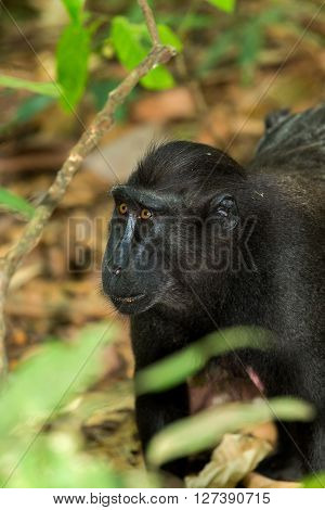 Portrait Of Celebes Crested Macaque