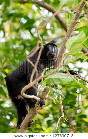 Celebes Crested Macaque, Sulawesi, Indonesia