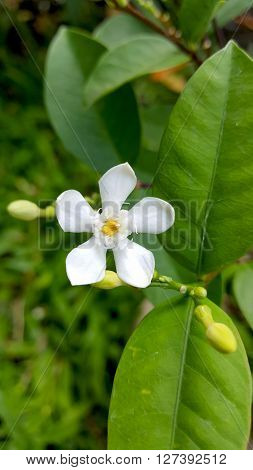 Tabernaemontana divaricata or Crape Jasmine or pinwheel flower in the garden