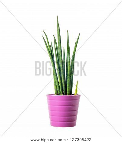 Decorative green house plant in the pot - Sansevieria cylindrica