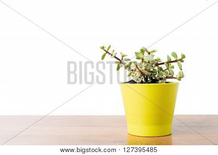 Portulacaria Afra : cactus a kind of succulent in  ceramic pot