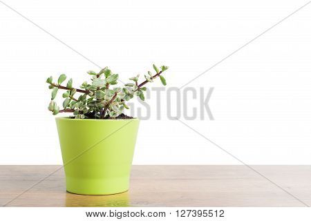 Portulacaria Afra : cactus a kind of succulent in  ceramic pot