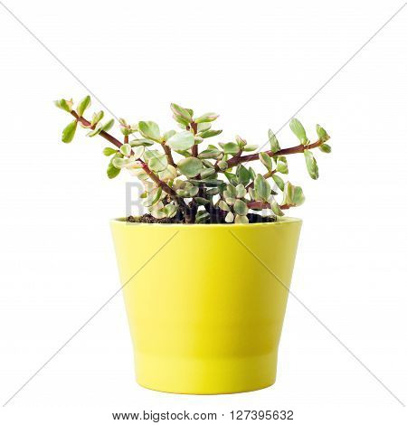 Portulacaria Afra : cactus a kind of succulent in  ceramic pot
