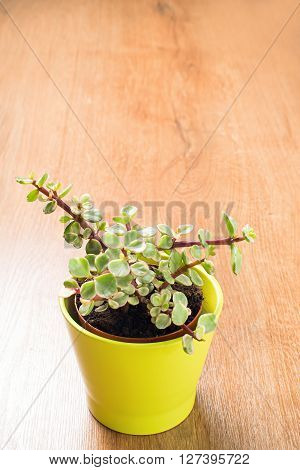 Portulacaria Afra : cactus a kind of succulent in  ceramic pot