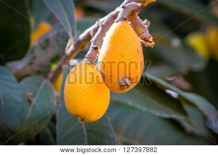 The loquat or Eriobotrya japonica is a evergreen plant with yellow fruits, It is also known as Japanese plum and Chinese plum