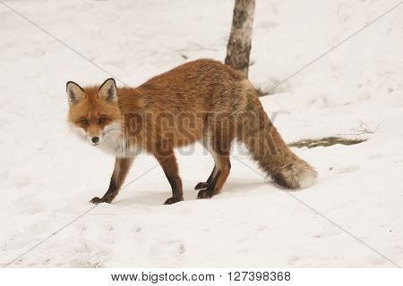 a european  red fox standing on snow