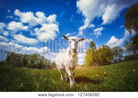 white Goat on the green summer meadow