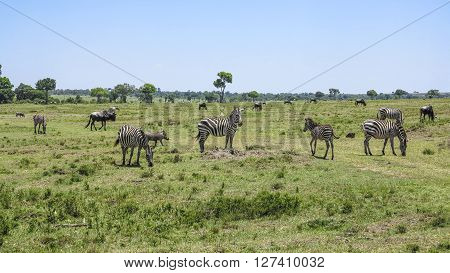 Africa. Kenia. zebra in Masai Mara National Park.