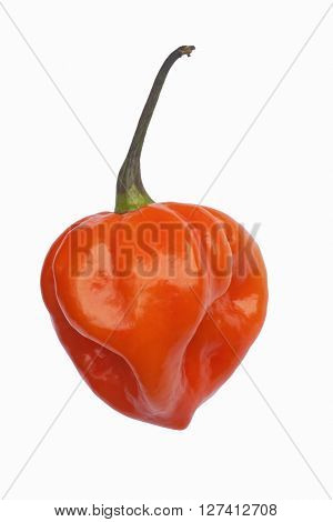 Habanero hot pepper (Capsicum chinense Habanero). Image of single red pepper on white background