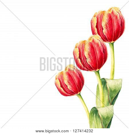 Three realistic watercolor tulips isolated on white backgrounds. Hand drawn botanical illustration. Flower card