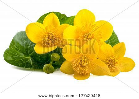 Yellow flowers of caltha (Caltha palustris) on white background