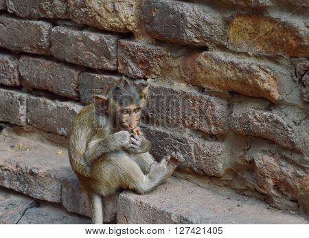 baby long tailed macaque eating cracker at the prang with monkeys in thailand
** Note: Soft Focus at 100%, best at smaller sizes