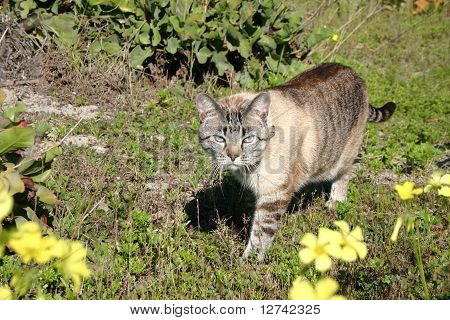 Cat stalking the meadow
