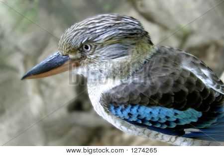 Kookaburra