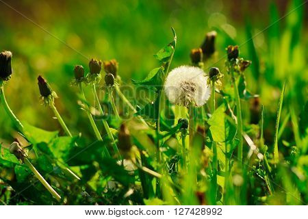 dandelions are on the green background with gerb and grass,summer,vacation,relax,romantic,not focused rays,sun,spring,toned,garden nature