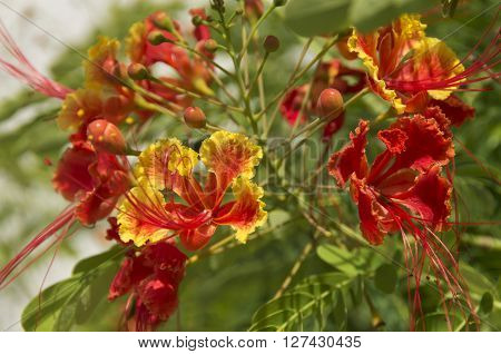 A Bougainvillea blooms in the city of Falmouth Jamaica