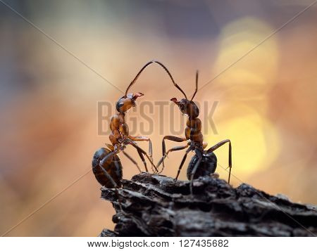 The meeting of two ants. Beautiful ants communicate