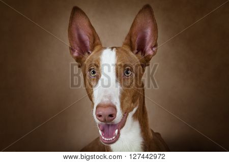 Portrait of purebred Podenco ibicenco dog against brown background