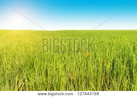 Green Rice in the field with blue sky.. Rice fields
** Note: Shallow depth of field