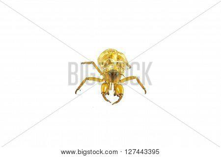 Molting Insects