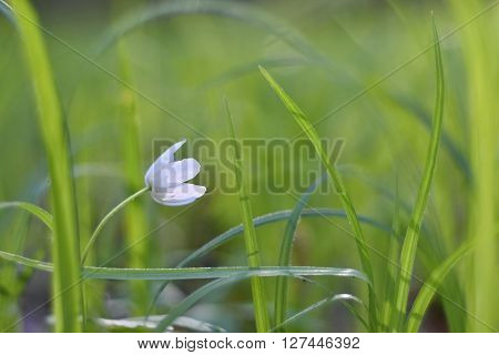 Spring white flowers in the grass (Isopyrum thalictroides) Photos old lens.