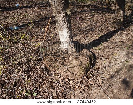 Tree trunk with big outgrowths at the basis